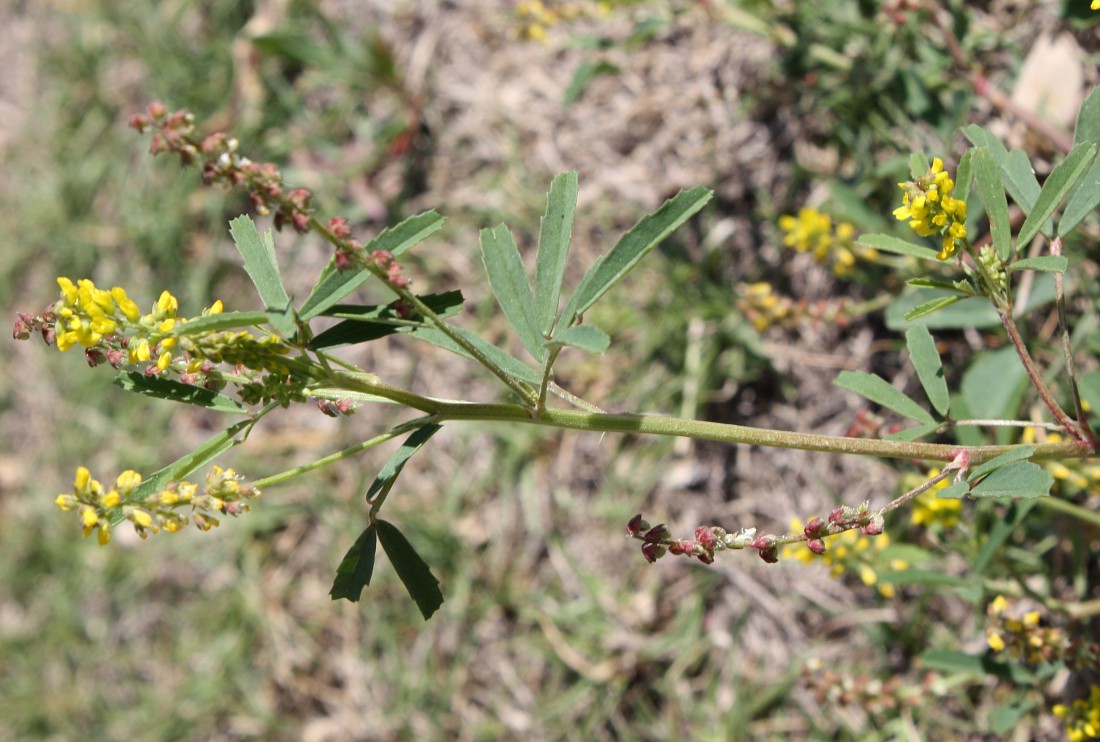 Image of Melilotus indicus specimen.