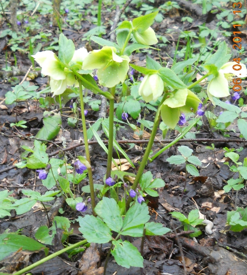 Image of Helleborus caucasicus specimen.