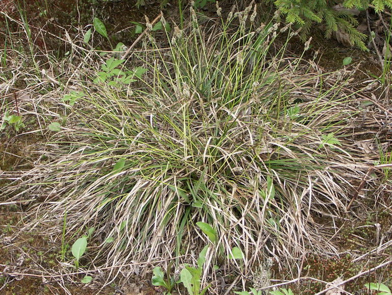 Image of Carex ericetorum specimen.