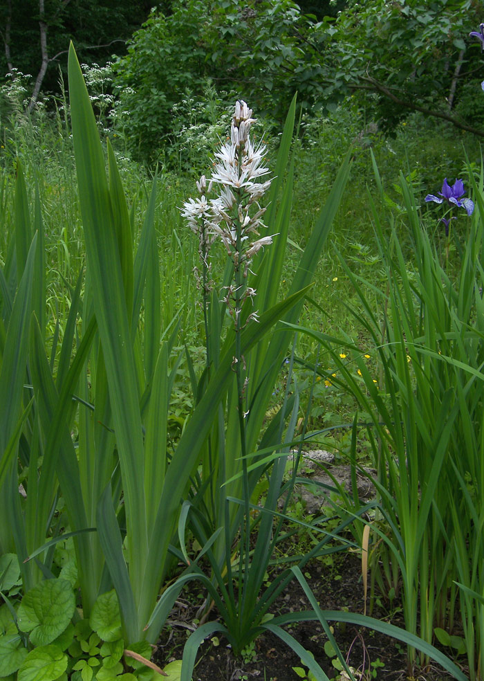 Image of Asphodelus albus specimen.