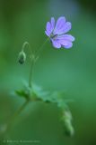 Geranium pyrenaicum