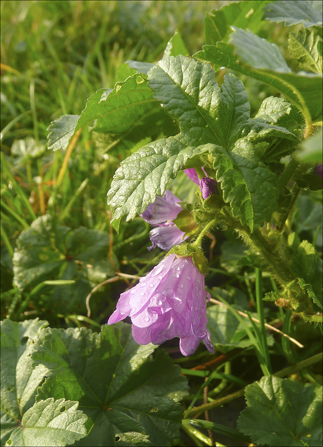 Image of Malva erecta specimen.