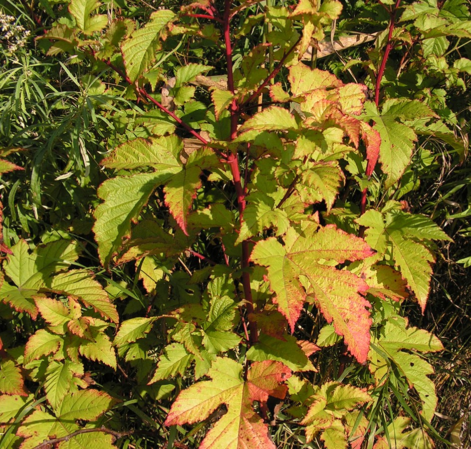 Изображение особи Rubus crataegifolius.