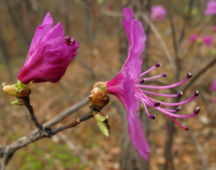 Image of Rhododendron mucronulatum specimen.