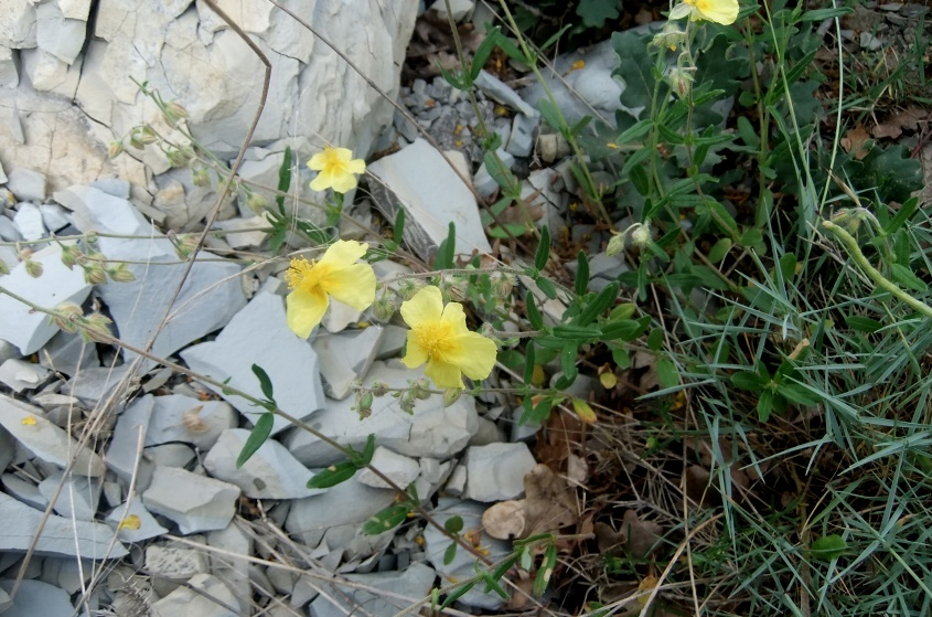 Image of Helianthemum nummularium specimen.