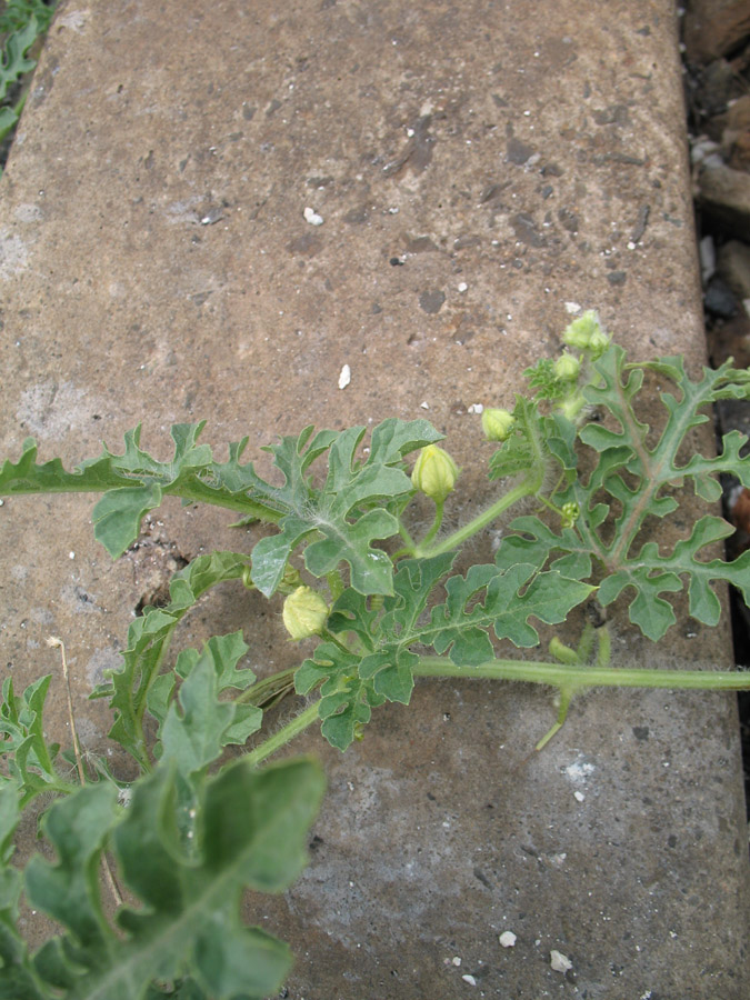 Изображение особи Citrullus lanatus.