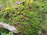Saxifraga juniperifolia