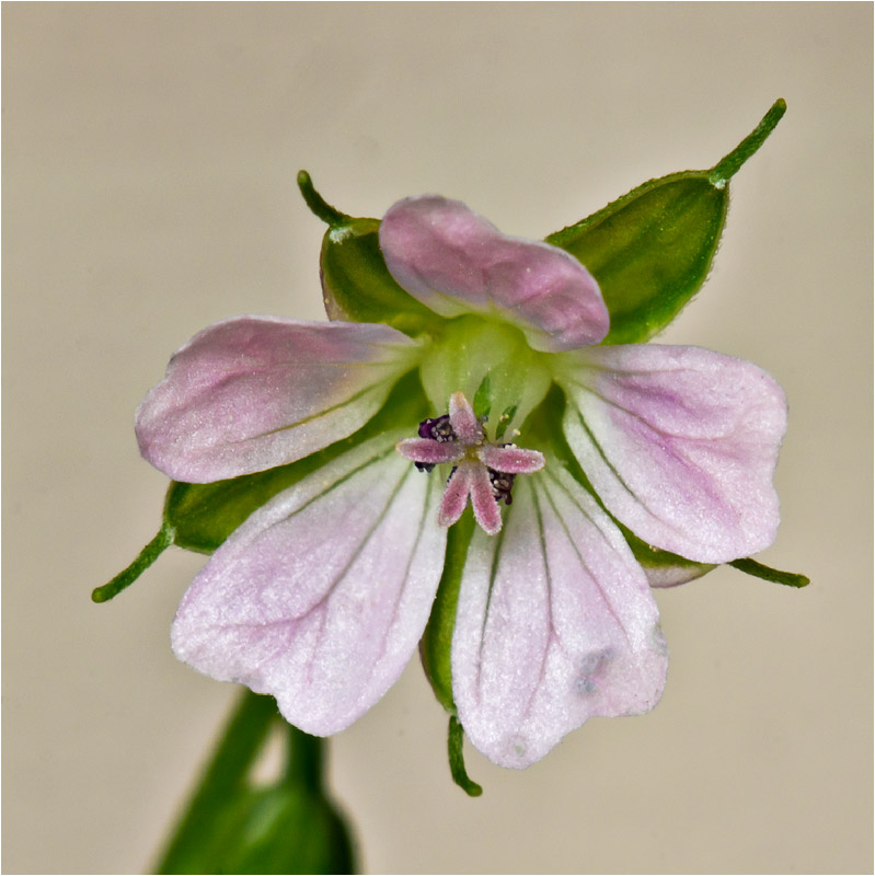 Image of Geranium sibiricum specimen.