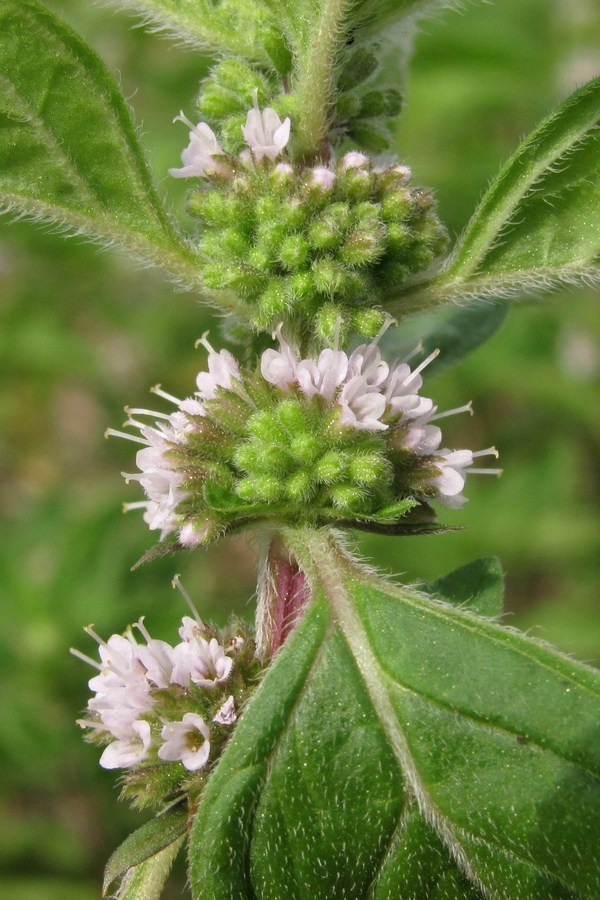 Image of Mentha arvensis specimen.