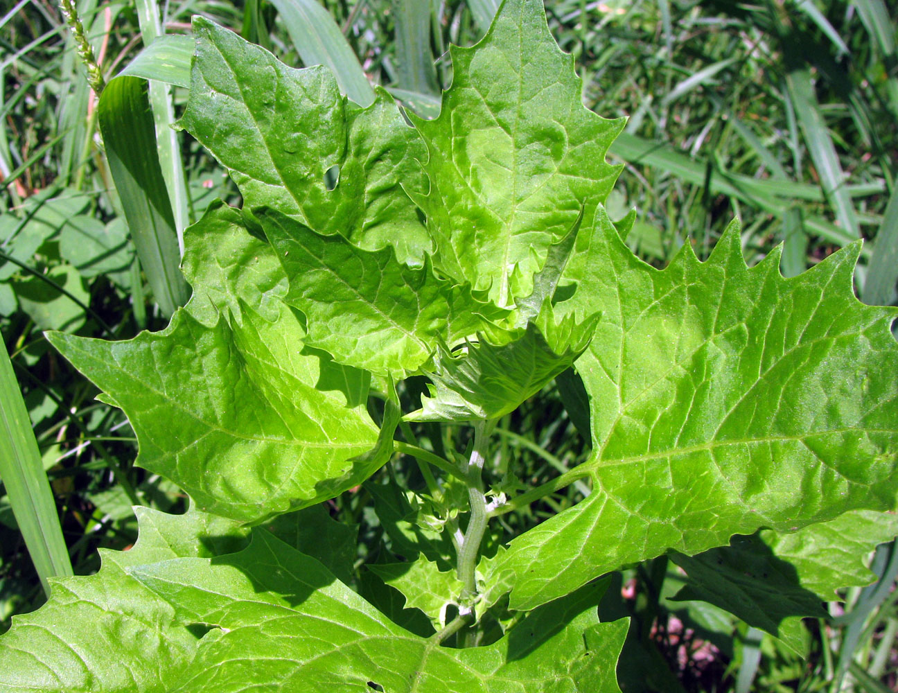 Image of Atriplex sagittata specimen.