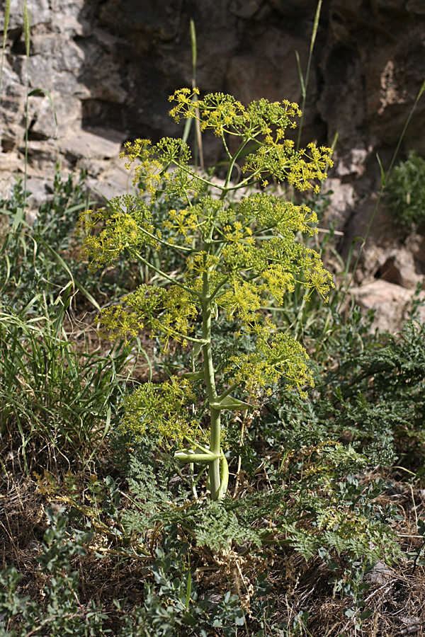 Изображение особи Ferula samarkandica.