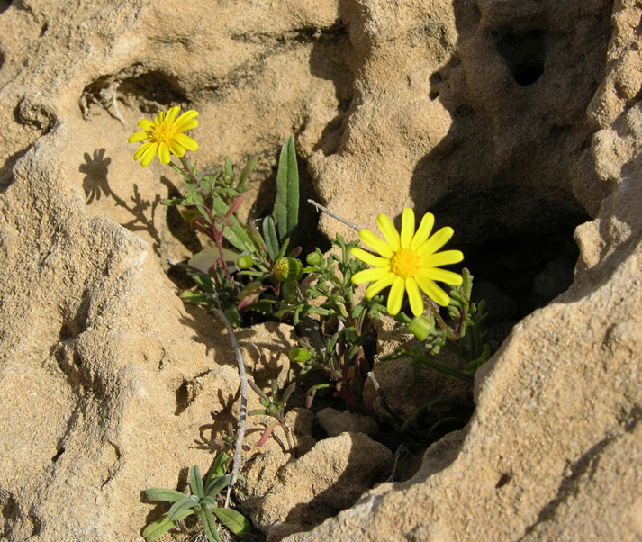 Image of genus Senecio specimen.