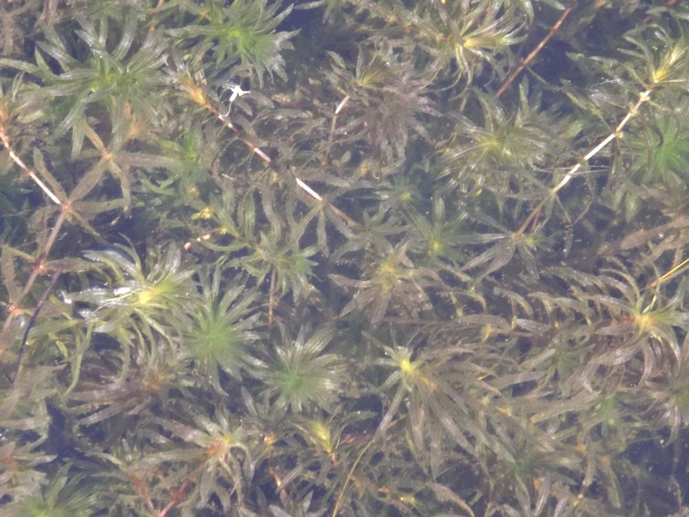 Изображение особи Hydrilla verticillata.