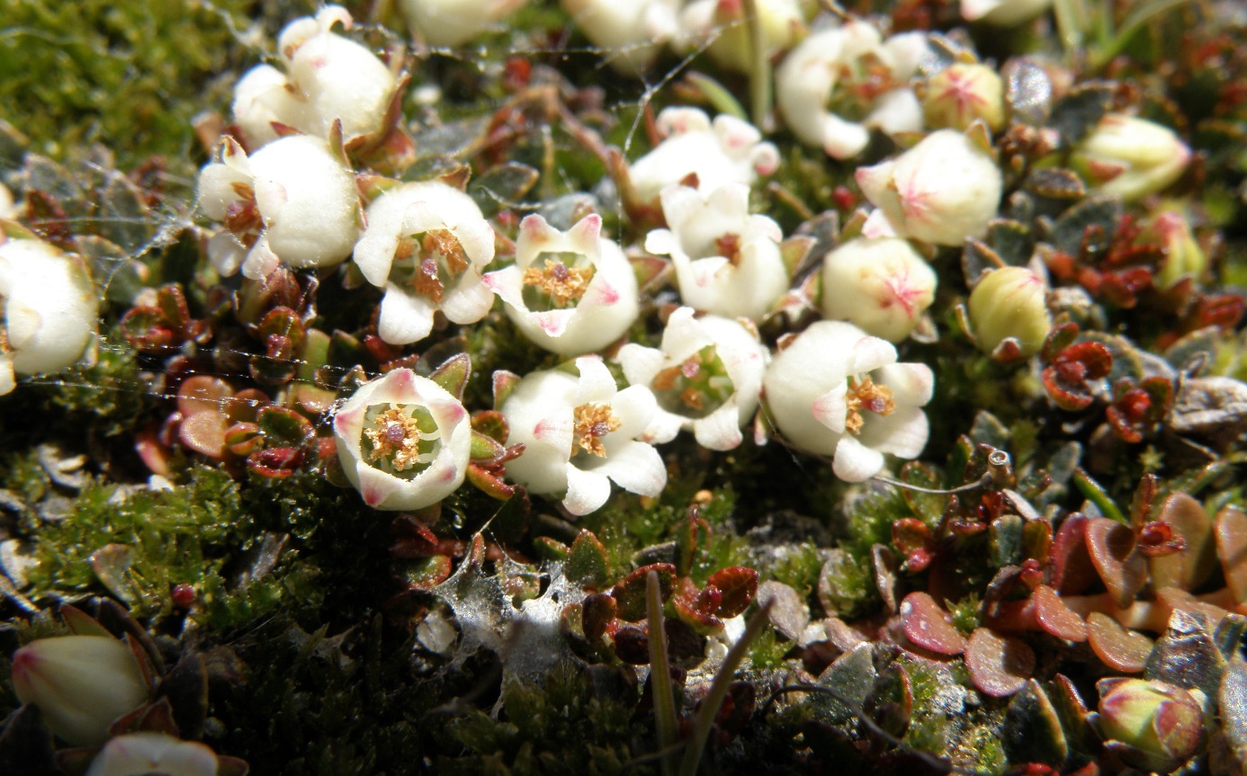 Image of Gaultheria tasmanica specimen.