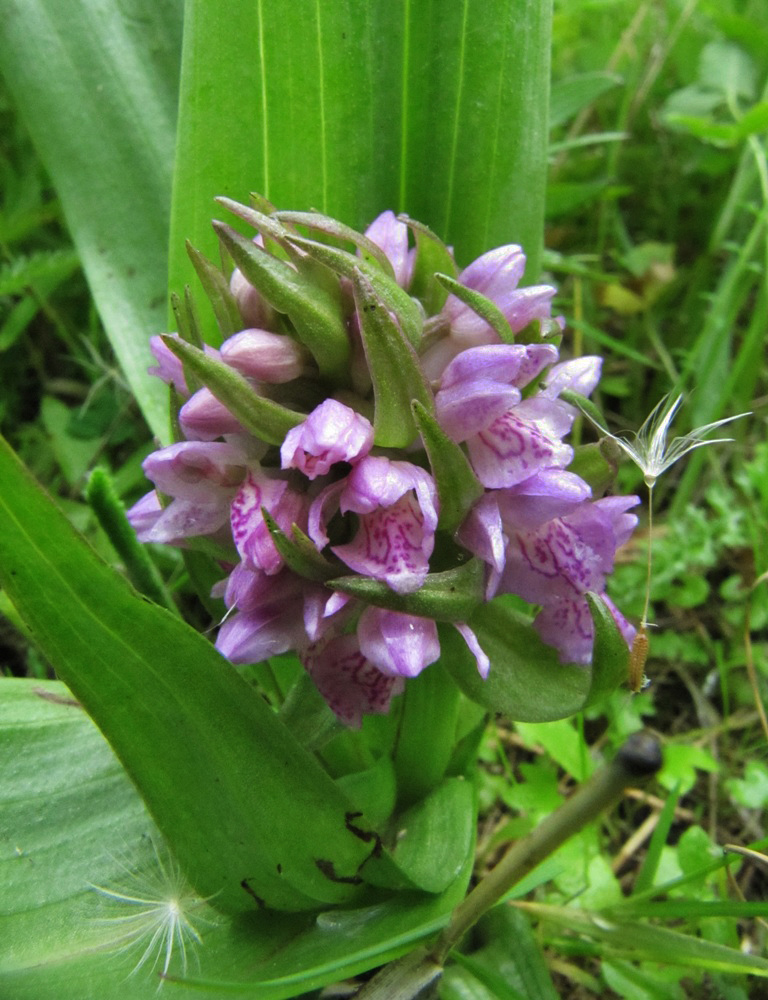 Image of Dactylorhiza incarnata specimen.