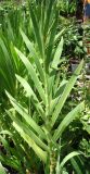 Belamcanda chinensis. Вегетирующее растение. Израиль, г. Беэр-Шева, городское озеленение. Июль 2005 г.