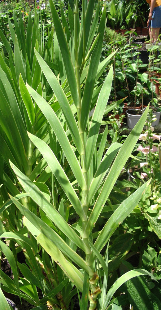 Image of Belamcanda chinensis specimen.