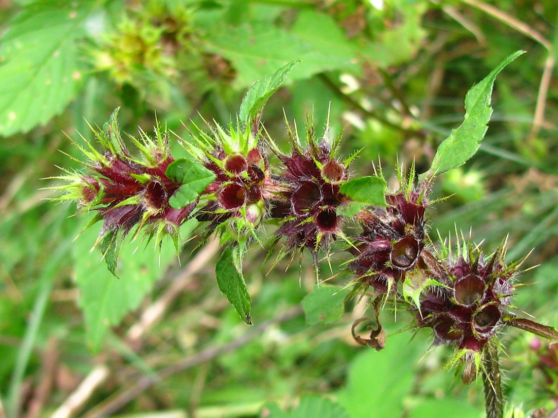 Image of Galeopsis speciosa specimen.