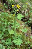 Ranunculus subborealis. Цветущее растение. Свердловская обл., окр. г. Североуральск, южная окраина Колонгинского водохранилища, болото. 03.06.2012.