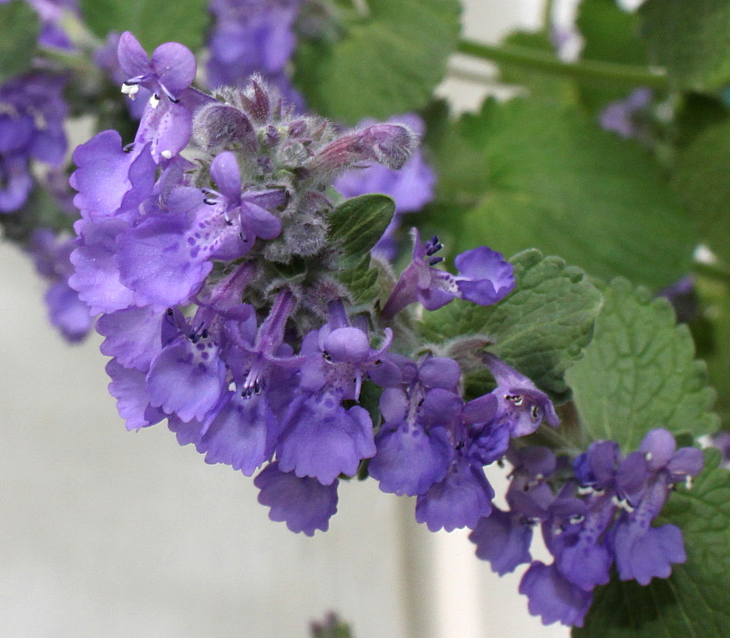 Image of Nepeta &times; faassenii specimen.