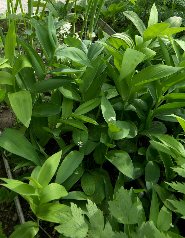 Изображение особи Smilacina stellata.