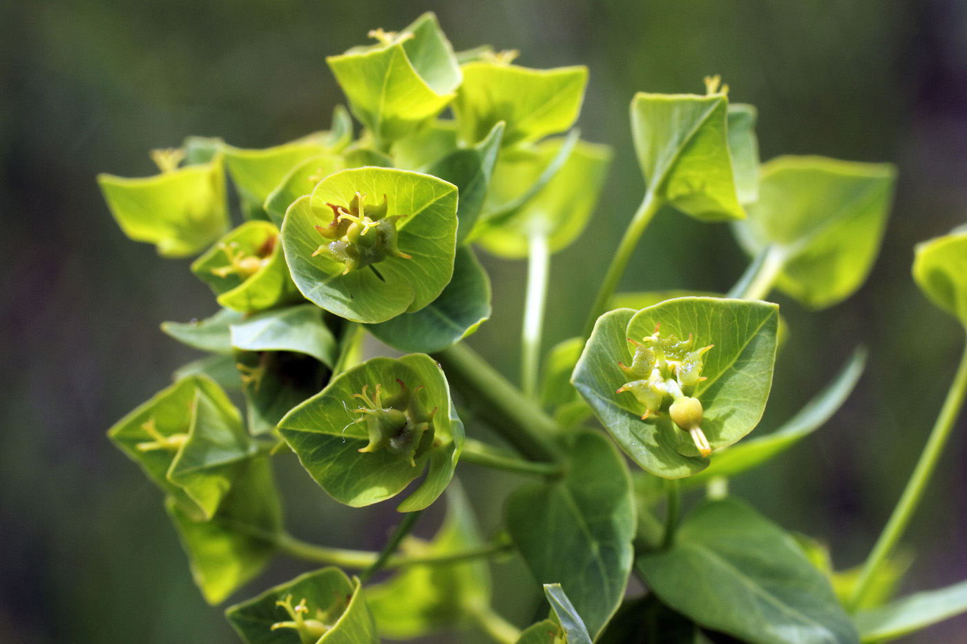 Image of Euphorbia sewerzowii specimen.