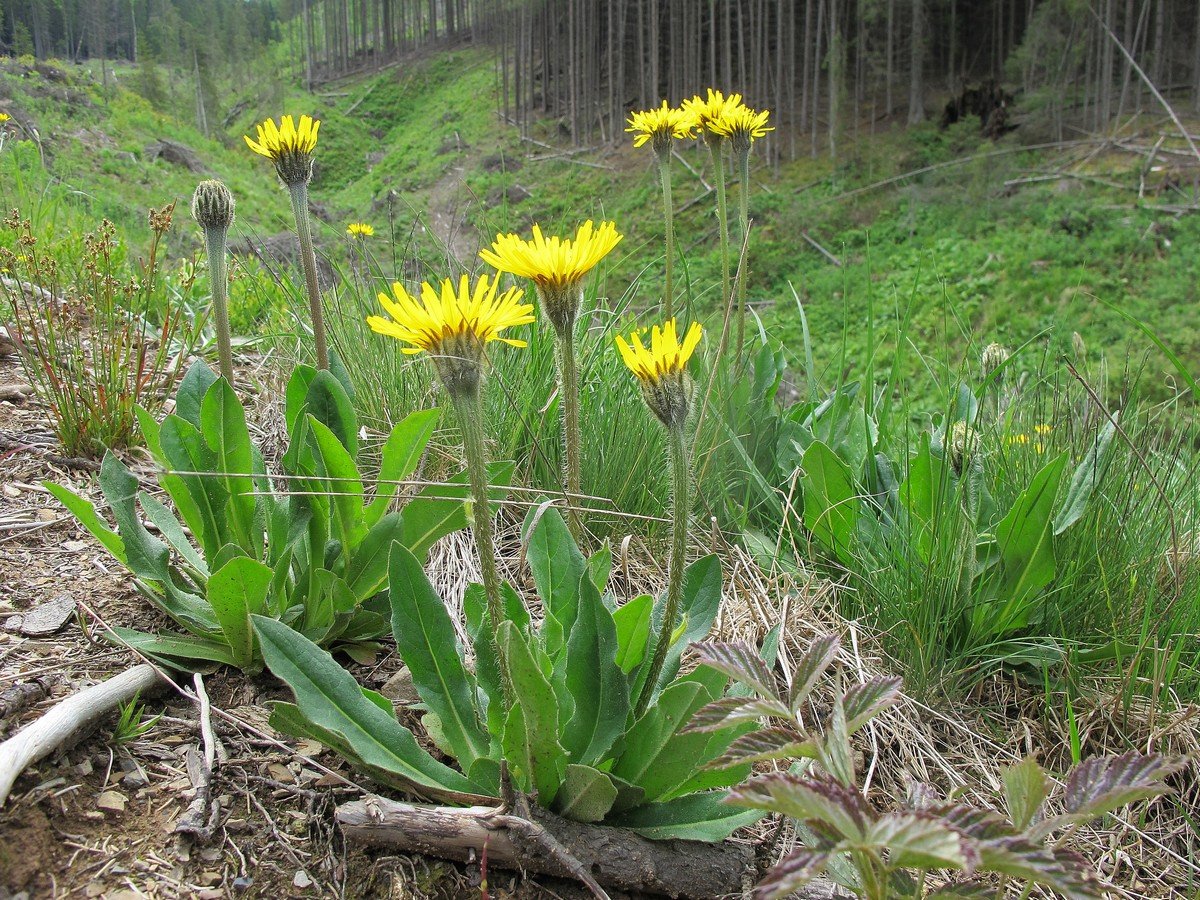 Изображение особи Trommsdorffia uniflora.