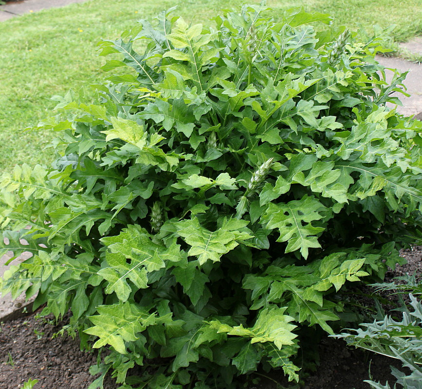 Image of Acanthus mollis specimen.