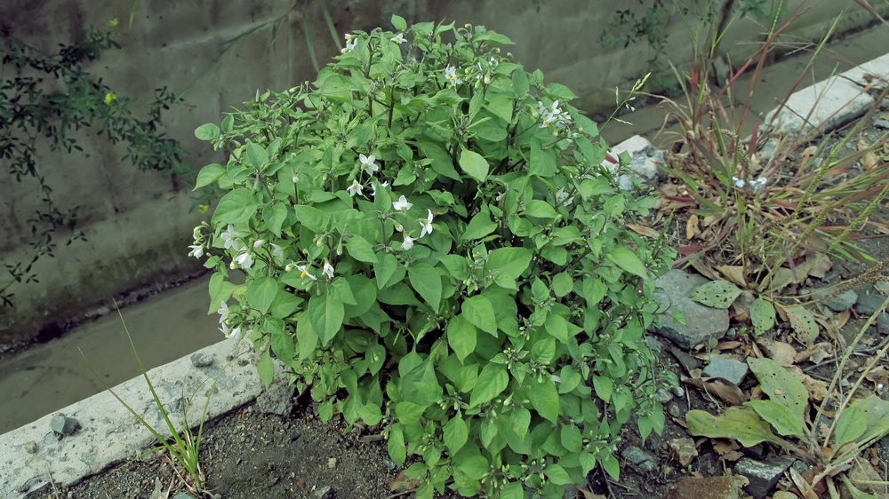 Image of genus Solanum specimen.