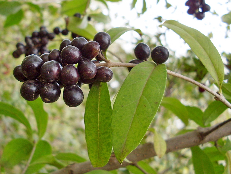 Image of Ligustrum vulgare specimen.