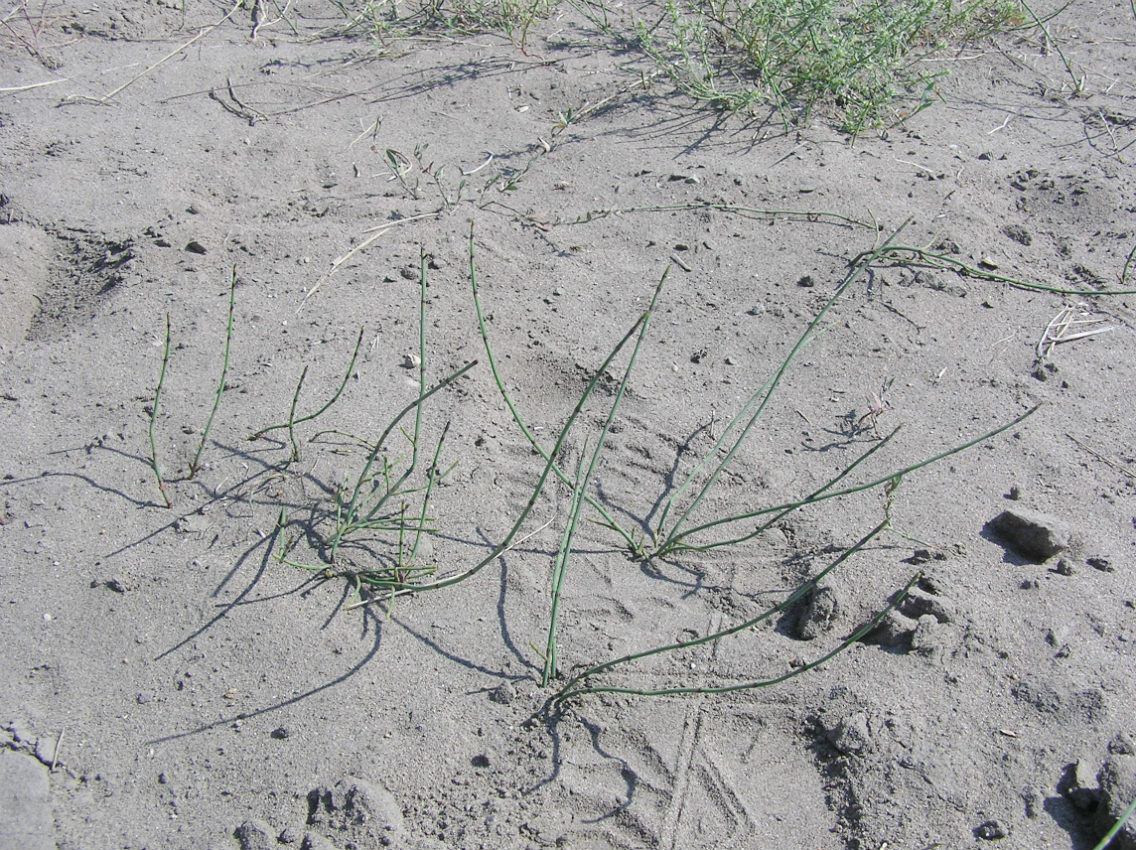 Image of Equisetum ramosissimum specimen.