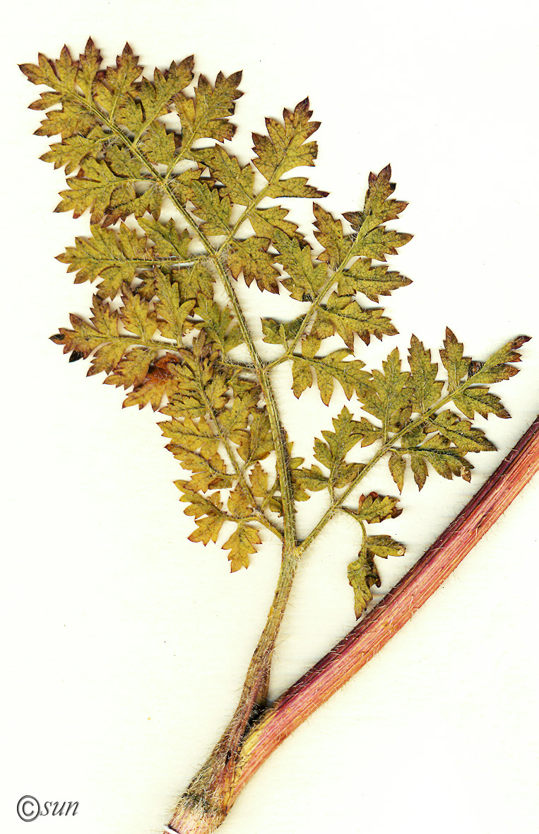 Image of Laserpitium hispidum specimen.
