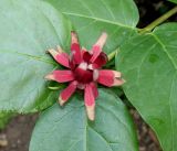 Calycanthus variety glaucus