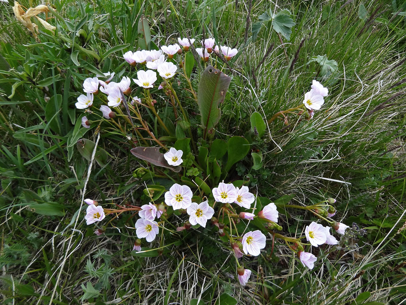 Image of Claytonia joanneana specimen.