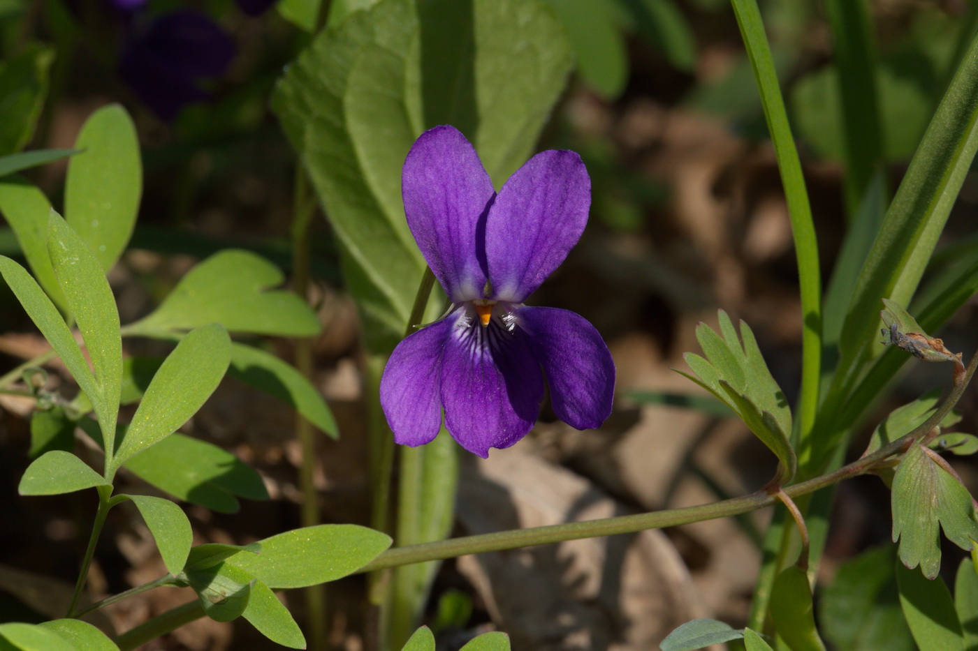 Image of Viola odorata specimen.