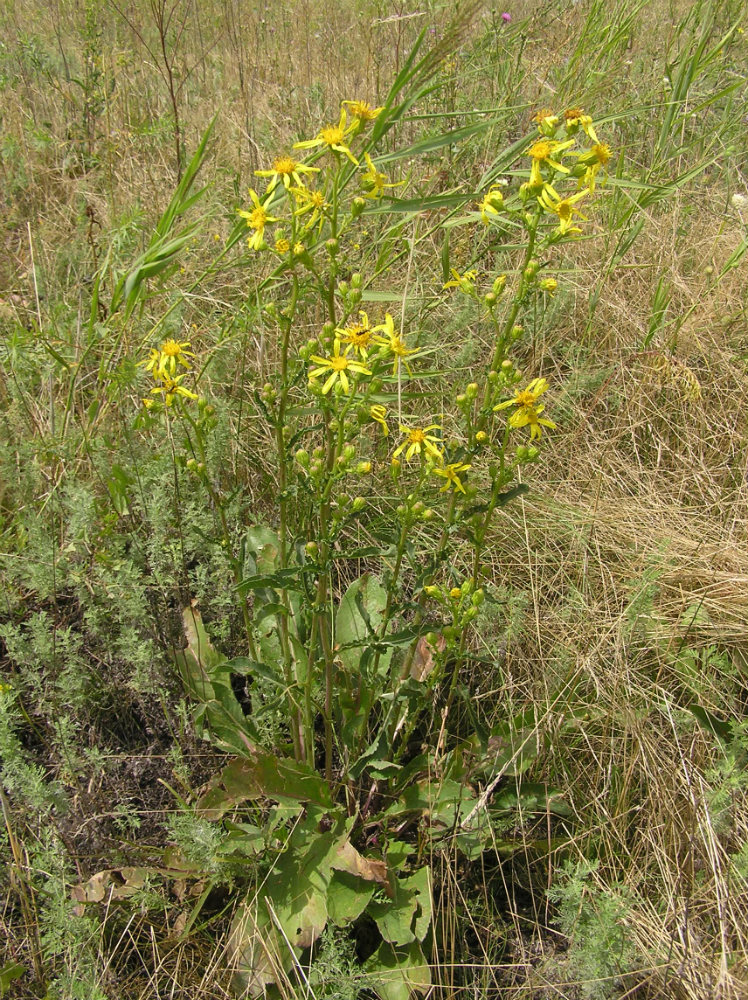 Image of Senecio paucifolius specimen.