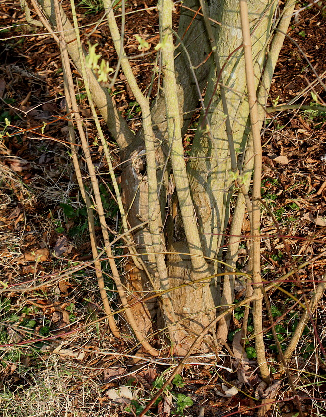 Image of Acer ginnala specimen.