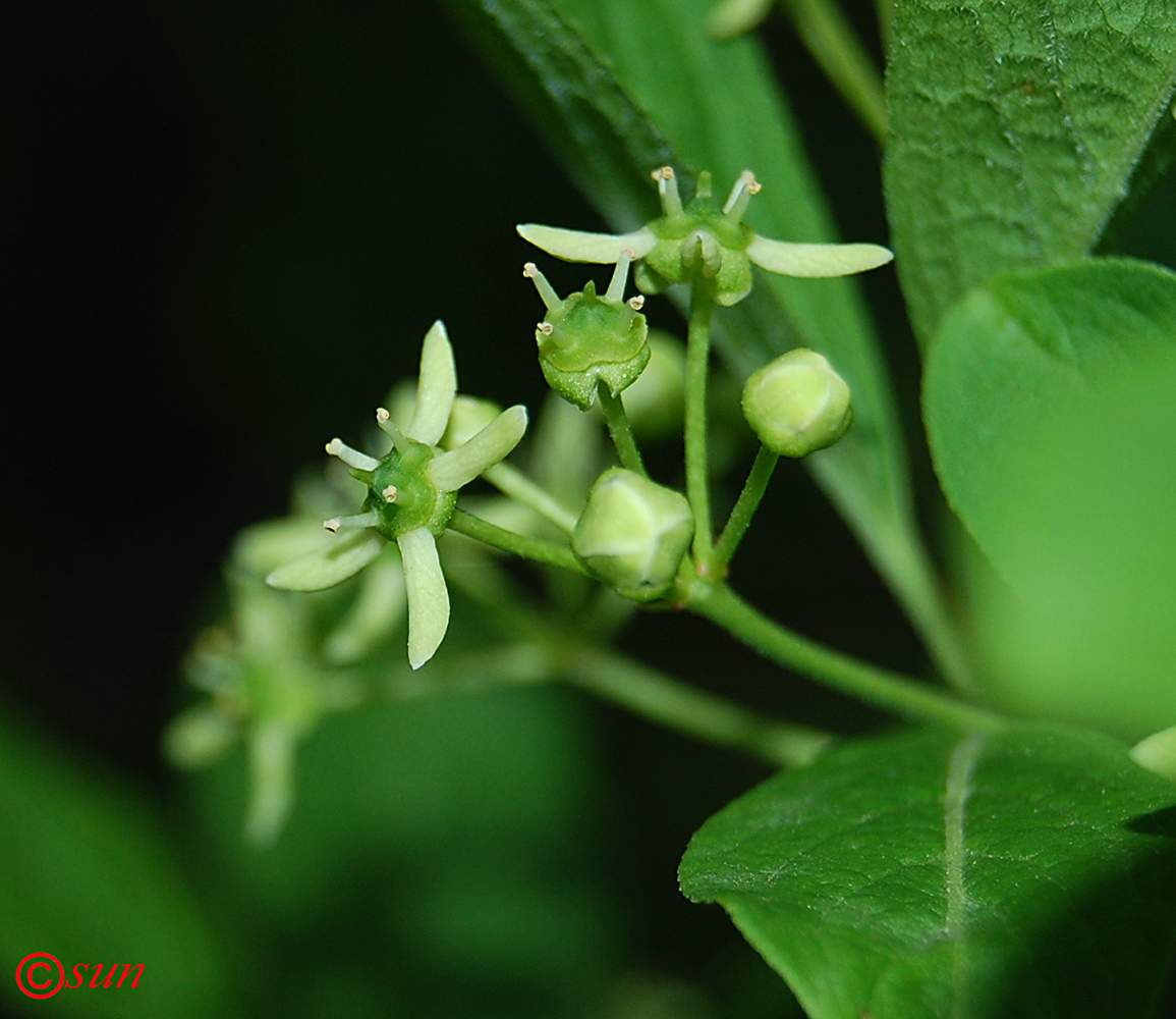 Изображение особи Euonymus europaeus.