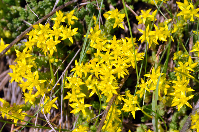 Image of Sedum acre specimen.