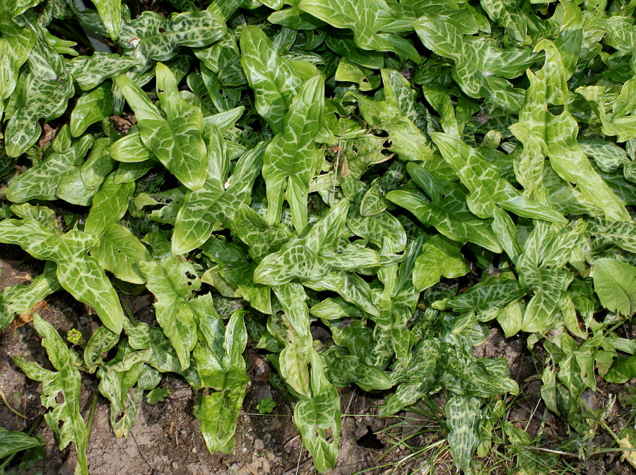 Image of Arum italicum specimen.