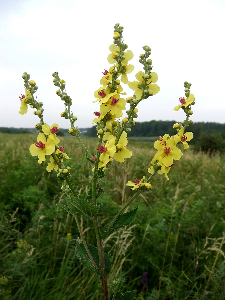 Image of Verbascum marschallianum specimen.