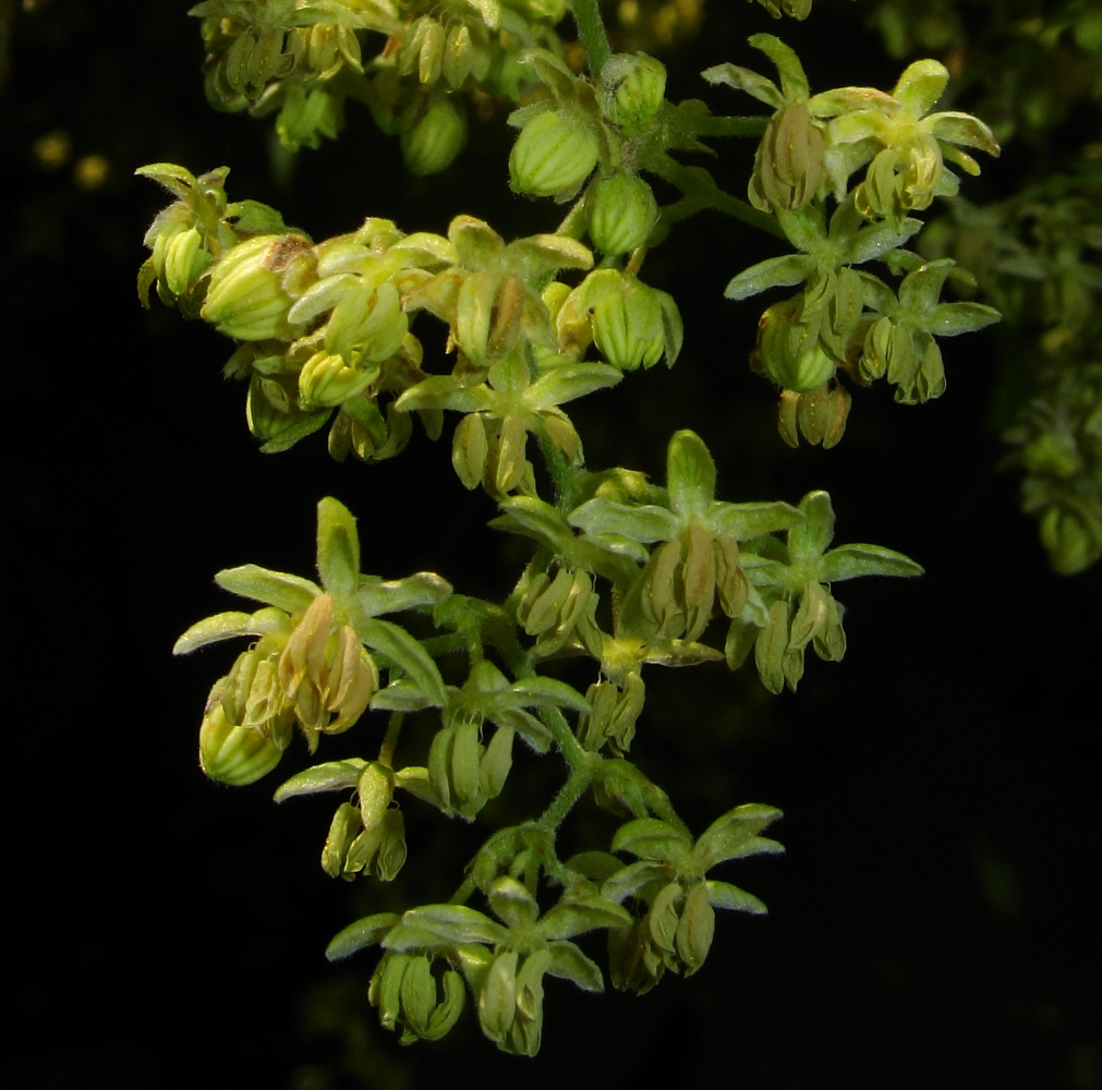 Изображение особи Humulus lupulus.