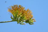 Agave americana