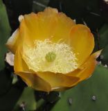 genus Opuntia