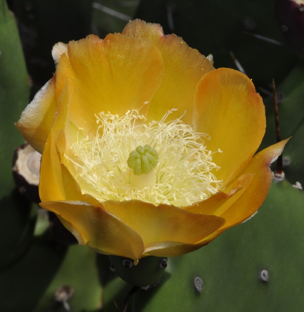 Image of genus Opuntia specimen.