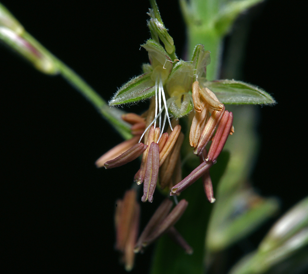 Image of Zea mays specimen.