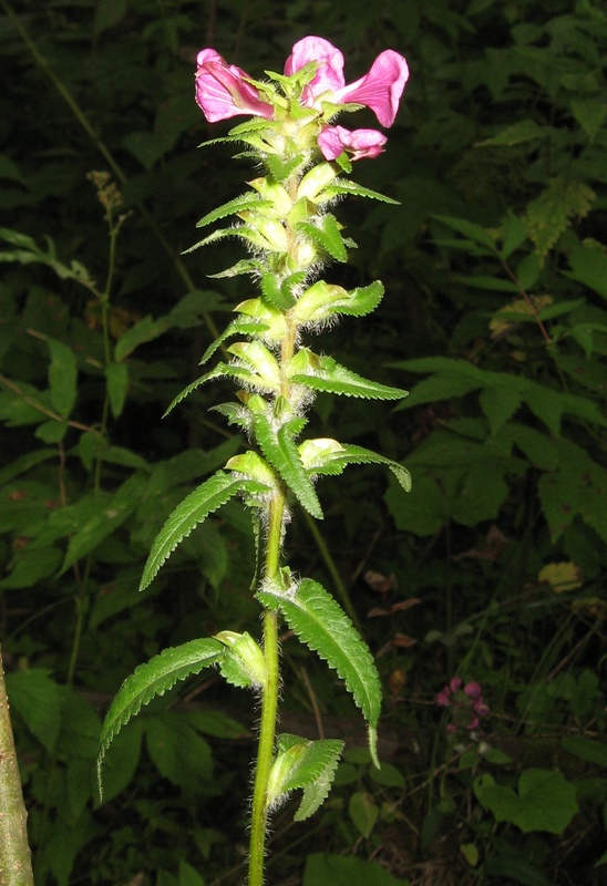 Image of Pedicularis resupinata specimen.