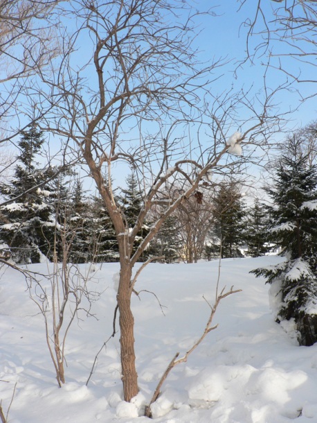 Image of Sambucus kamtschatica specimen.