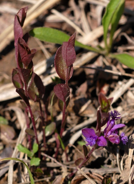 Image of Polygala japonica specimen.