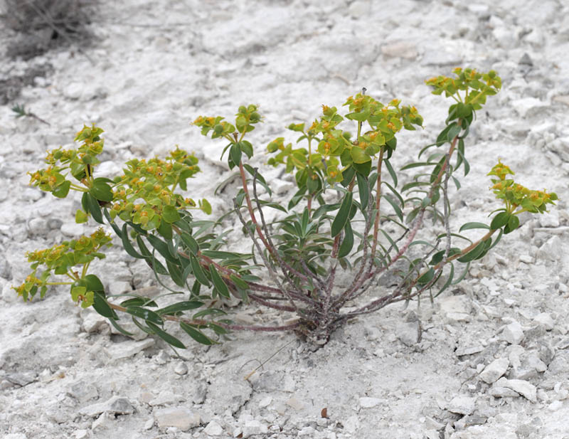Изображение особи Euphorbia volgensis.